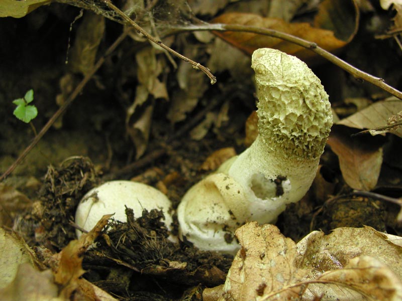 E dopo le Amanite...